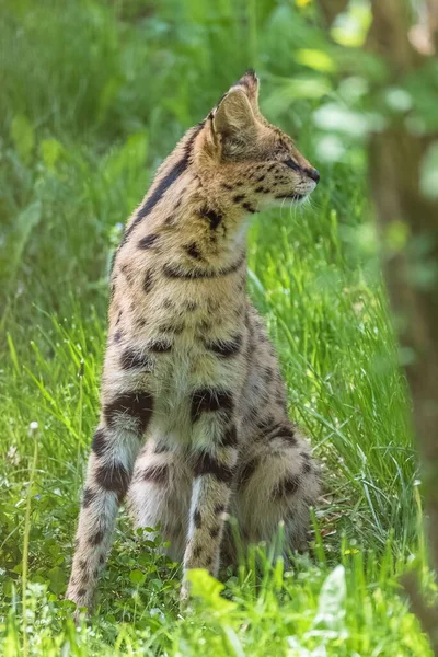 Een Prachtige Serval Staat Groene Weide Nabij Bos — Stockfoto
