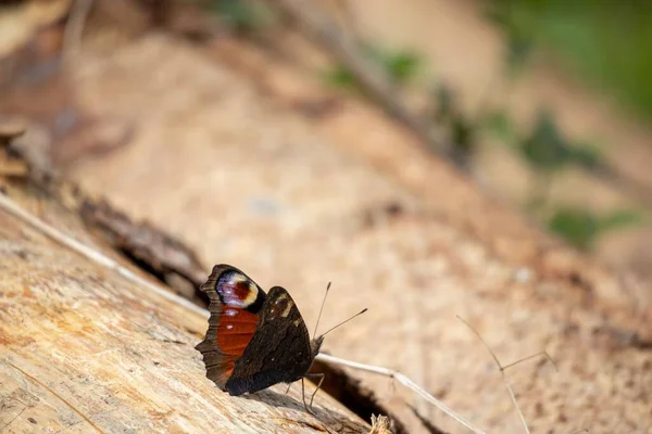 ドイツの木の上の孔雀の蝶 — ストック写真