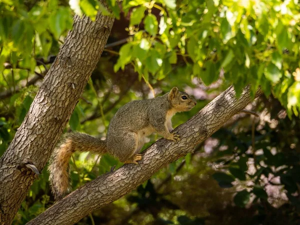 Primer Plano Una Ardilla Una Rama Árbol Parque Luz Del — Foto de Stock