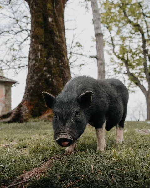 Vertical Closeup Shot Pot Belly Pig Standing Grass Park — Stock Photo, Image
