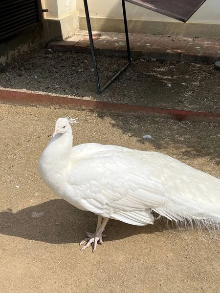 Eine Selektion Eines Weißen Pfauenvogels Auf Dem Boden — Stockfoto