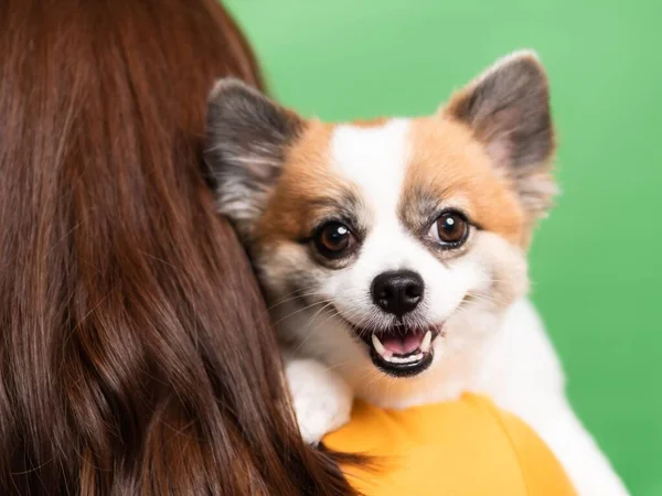 Wanita Memegang Lucu Berbulu Anak Anjing Dari Spitz Pomeranian Sedikit — Stok Foto