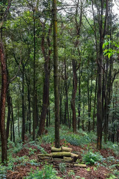 Pionowe Ujęcie Wiecznie Zielonego Lasu Wysokimi Drzewami — Zdjęcie stockowe