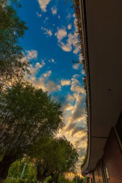 日没時の曇りの空の下の建物の近くの木の成長の垂直ショット — ストック写真