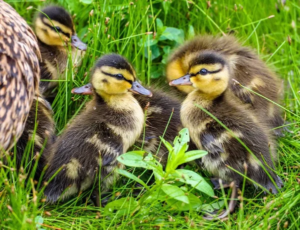 Closeup Shot Small Fluffy Ducklings Rural Area Daylight — Stock Photo, Image