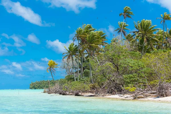 Paradise Island Beach Palm Jasny Turkusowy Ocean Woda Polinezji Francuskiej — Zdjęcie stockowe