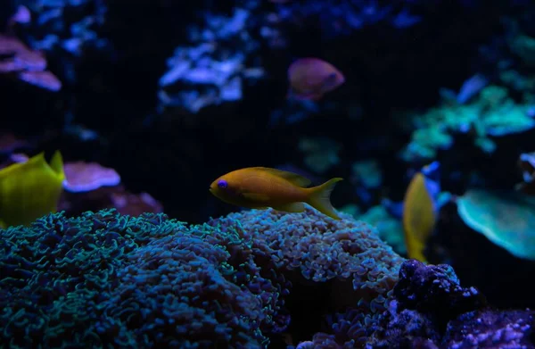 Egy Közeli Felvétel Egy Kis Aranyhalról Korallok Körül — Stock Fotó