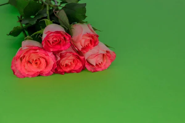 Zbliżenie Różowych Róż Rosnących Zielonym Ekranie — Zdjęcie stockowe