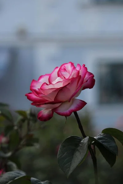 Вертикальный Крупный План Красивой Цветущей Розовой Розы Саду Размытым Фоном — стоковое фото