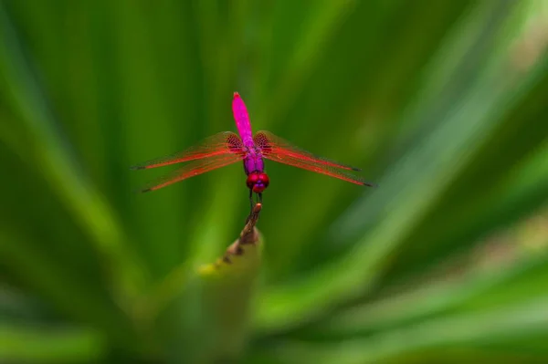 Crimson Marsh Glider Pink Dragonfly Perched Tip Leaf — Stock Photo, Image
