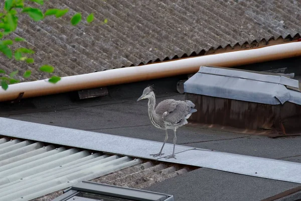 Ein Junges Graureiherbaby Ardea Cinerea Steht Auf Dem Dach Vögel — Stockfoto