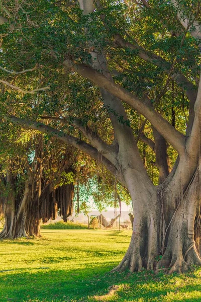 Huge Great Banyan Sunny Day — Stock Photo, Image