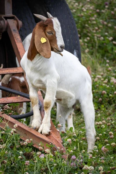 Almanya 'da tarımsal malzemelerle otlakta sevimli bir keçi