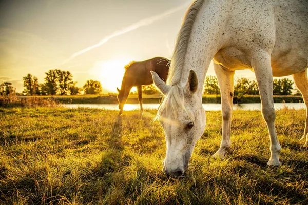 Коричневый Жеребенок Белая Мать Лошадь Едят Траву Пастбище Рассвете Утром — стоковое фото
