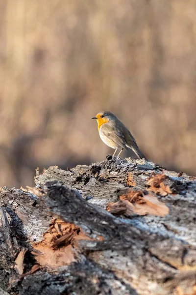 Närbild Europeisk Robin Fågel — Stockfoto