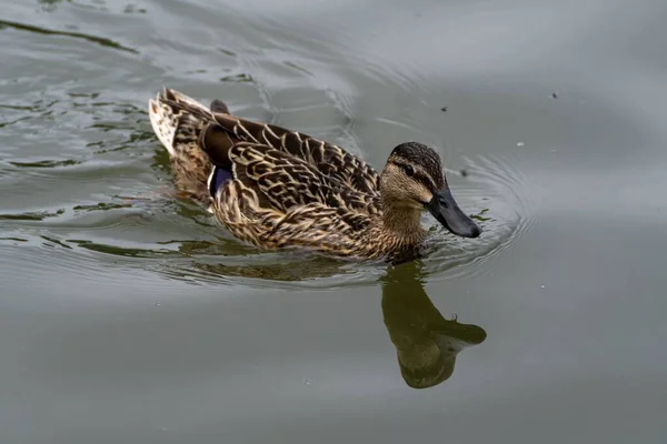 一只雌性野鸭在湖中游泳 它的头在水面上反射出鸭子的倒影 — 图库照片
