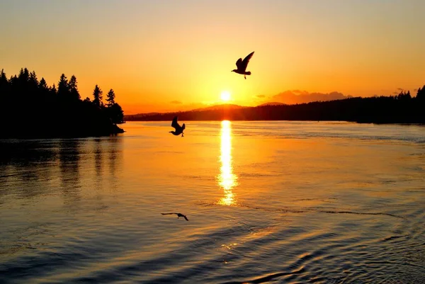 Een Silhouet Van Vogels Vliegend Overheen Het Meer Tijdens Zonsondergang — Stockfoto