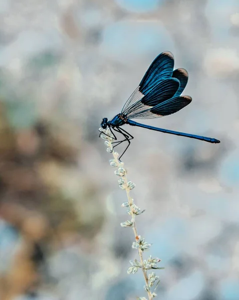 Macro Dragonfly Plant — Foto de Stock