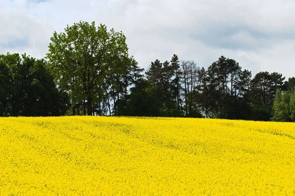 晴れた春の日には菜の花や木々が咲き乱れる風景 — ストック写真