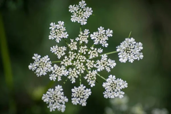 Directement Dessus Plan Trachyspermum Ammi Également Appelé Ajwain Ajowan Macro — Photo