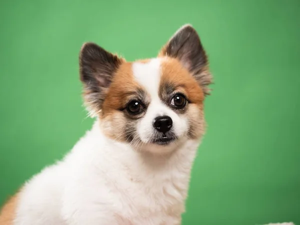 Retrato Filhote Fofo Bonito Spitz Pomerano Pequeno Cão Sorridente Deitado — Fotografia de Stock