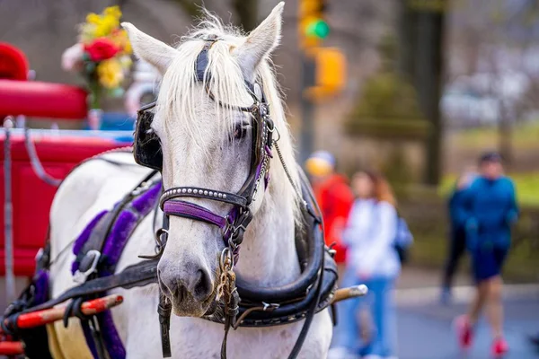 Closeup White Horse Carriage Isolated Blurred Background — Stock Photo, Image