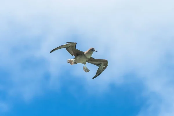 Booby Marron Sula Leucogaster Oiseau Exotique Volant Polynésie Française — Photo