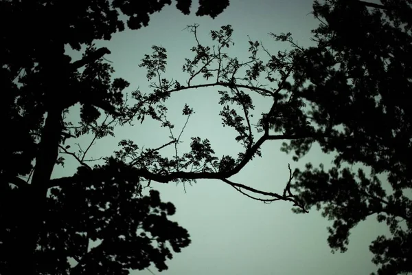 Une Silhouette Des Branches Des Arbres Contre Ciel — Photo