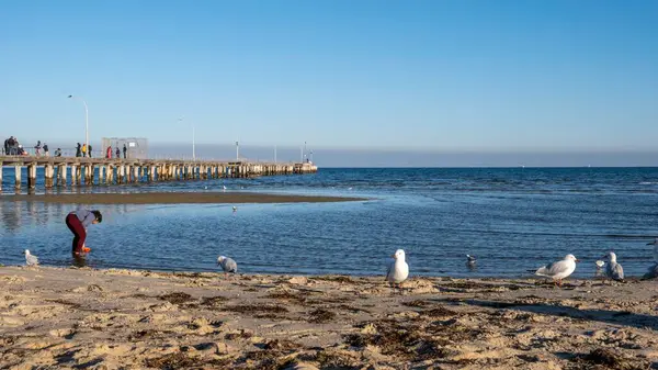 Una Hermosa Foto Del Mar Los Pájaros Playa Gente Caminando — Foto de Stock