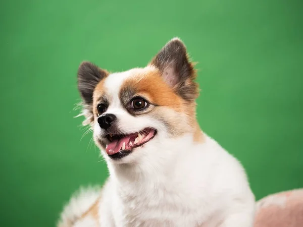 Retrato Filhote Fofo Bonito Spitz Pomerano Pequeno Cão Sorridente Deitado — Fotografia de Stock