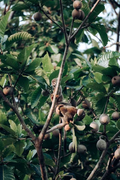 熱帯雨林の木の上に座っているリスのサルのカップル コロンビア — ストック写真