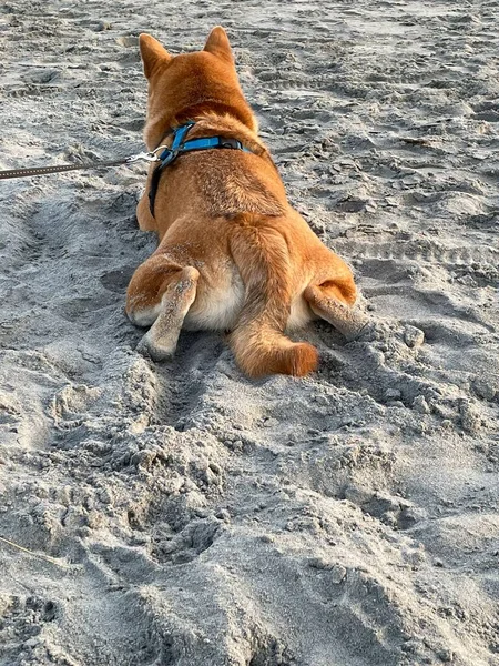 Ein Entzückender Brauner Hund Liegt Strand Sand — Stockfoto