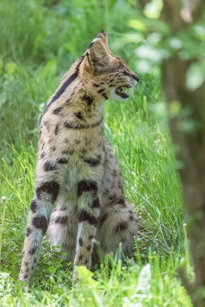 Abeautiful Serval Standing Green Meadow Forest — Stock Photo, Image