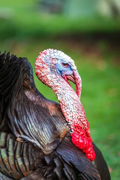 Selective Focus Shot Domestic Turkey Farm — Stock Photo, Image