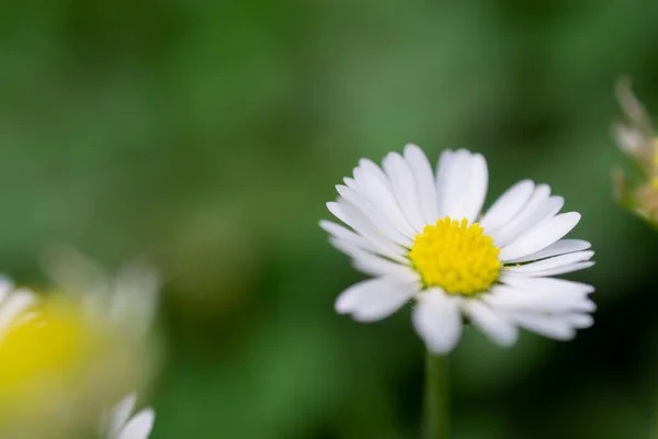 Primo Piano Una Camomilla Tedesca Sullo Sfondo Sfocato — Foto Stock