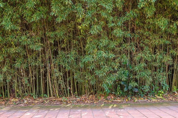 Bosque Árboles Bambú Con Hermosas Hojas Verdes —  Fotos de Stock