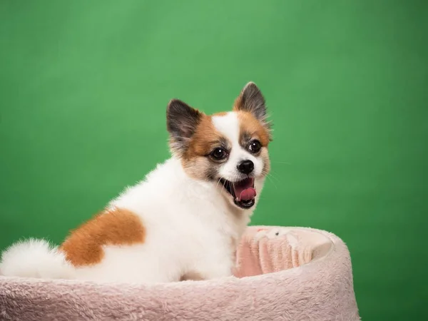 Retrato Filhote Fofo Bonito Spitz Pomerano Pequeno Cão Sorridente Deitado — Fotografia de Stock