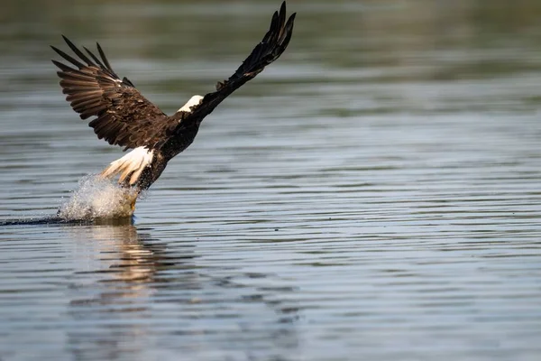 Uma Linda Águia Careca Emergindo Com Asas Abertas Lago Calmo — Fotografia de Stock