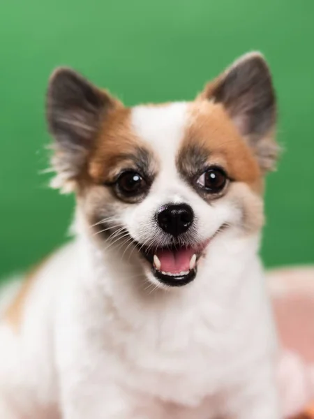 Retrato Del Lindo Cachorro Esponjoso Spitz Pomeraniano Pequeño Perro Sonriente —  Fotos de Stock