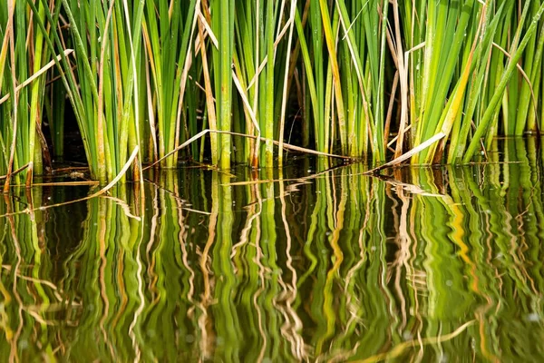 Eine Nahaufnahme Von Gras Das Sich See Spiegelt — Stockfoto
