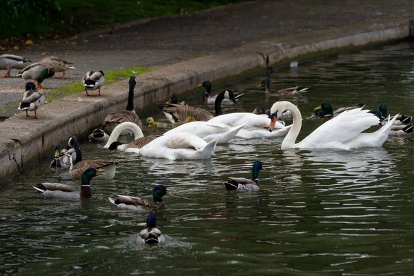 Feeding Frenzy Swans Ducks Geese All Trying Get Fed Edge — Stock Photo, Image
