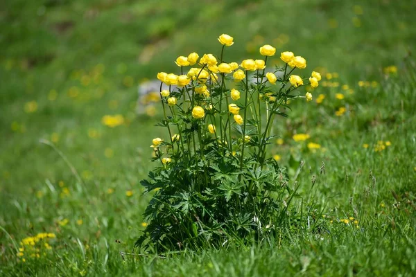 Gruppo Bellissimi Girasoli Gialli Trollius Europaeus Prato Montagna Sulle Alpi — Foto Stock