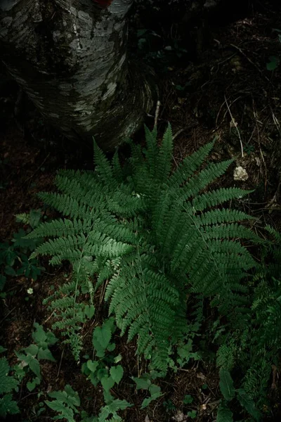Detailní Záběr Kapradinových Listů Zeleném Lese — Stock fotografie