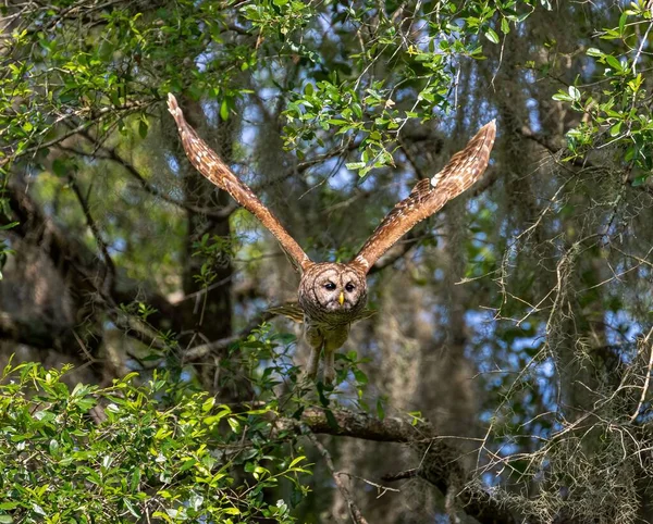 Parlak yeşil yapraklarla çevrili güneşli bir ormanda uçan kocaman kanatlı muhteşem bir baykuş.
