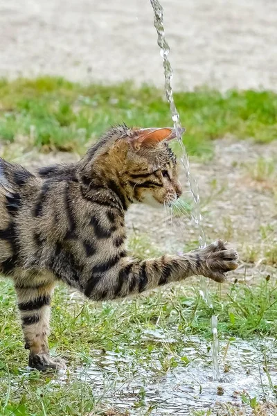 Stenografirandig Bengalisk Katt Leker Med Vattenströmmen — Stockfoto