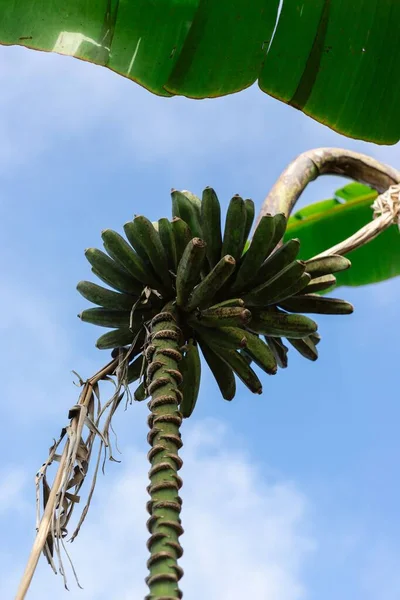 Vertical Shot Growing Banana Plant Background Blue Sky — Stock Photo, Image