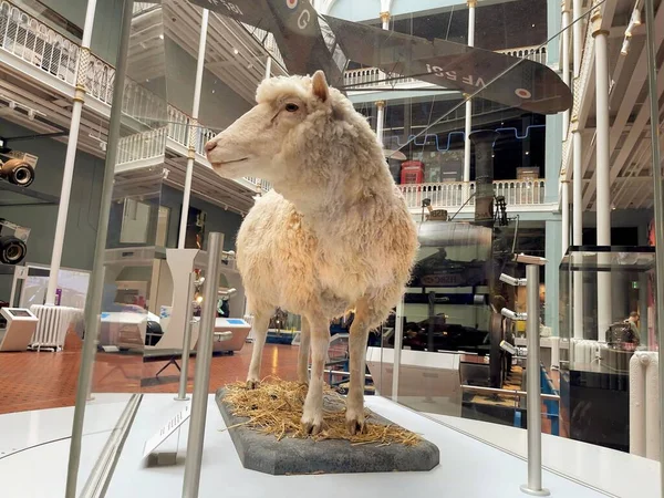 Boneco Ovelhas Clone Museu Nacional História Edimburgo — Fotografia de Stock