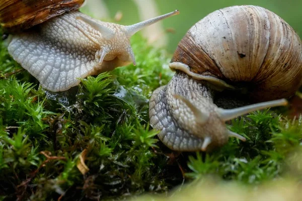 Ett Närbild Skott Två Romerska Sniglar Kryper Gräset — Stockfoto