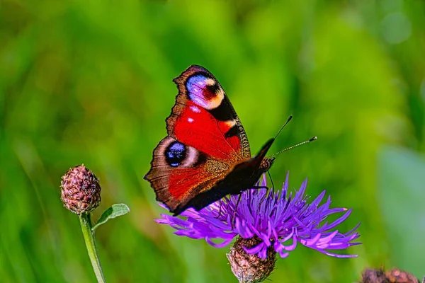 Zbliżenie Aglais Motyl Siedzący Kwiecie Odizolowanym Zielonym Tle Natury — Zdjęcie stockowe