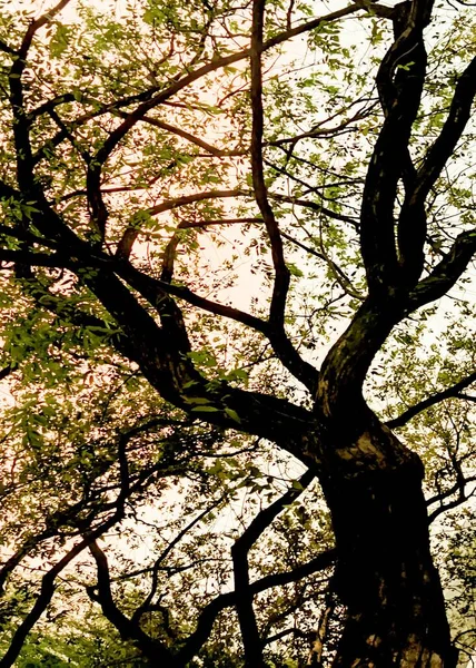 Vertikal Låg Vinkel Ett Vackert Stort Träd Orange Dagsljus — Stockfoto